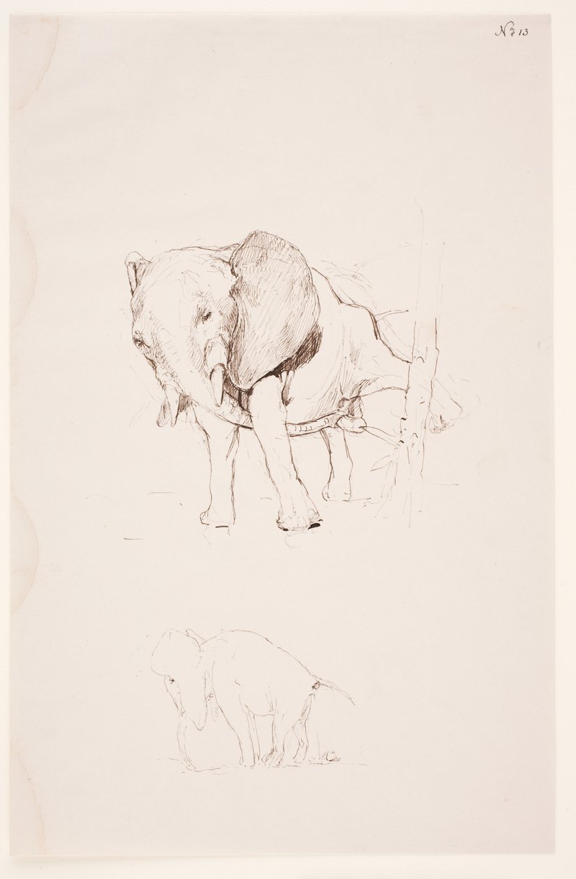 Weg der Befleckung - Éléphant faisant ses besoins. 2 études - Max Klinger