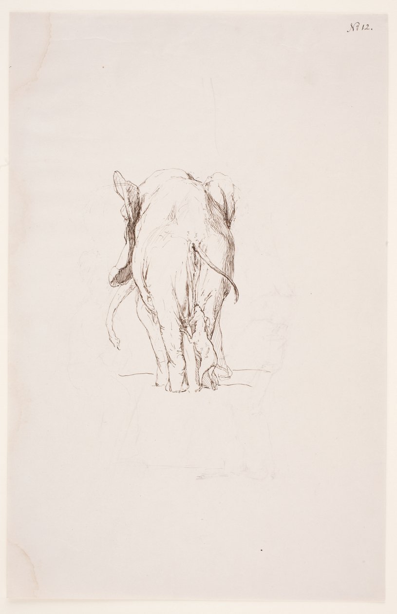 "Weg der Befleckung" - "Éléphant et chien renifleur" - Max Klinger