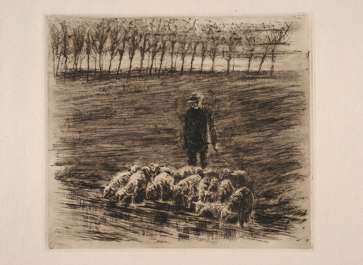 Un troupeau de moutons près de l
