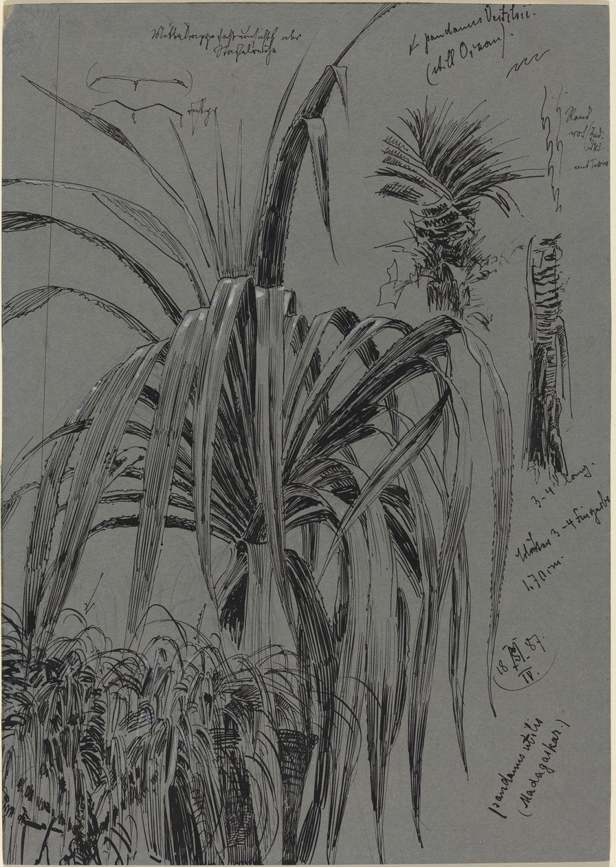 Études de pandanus de Madagascar - Max Seliger