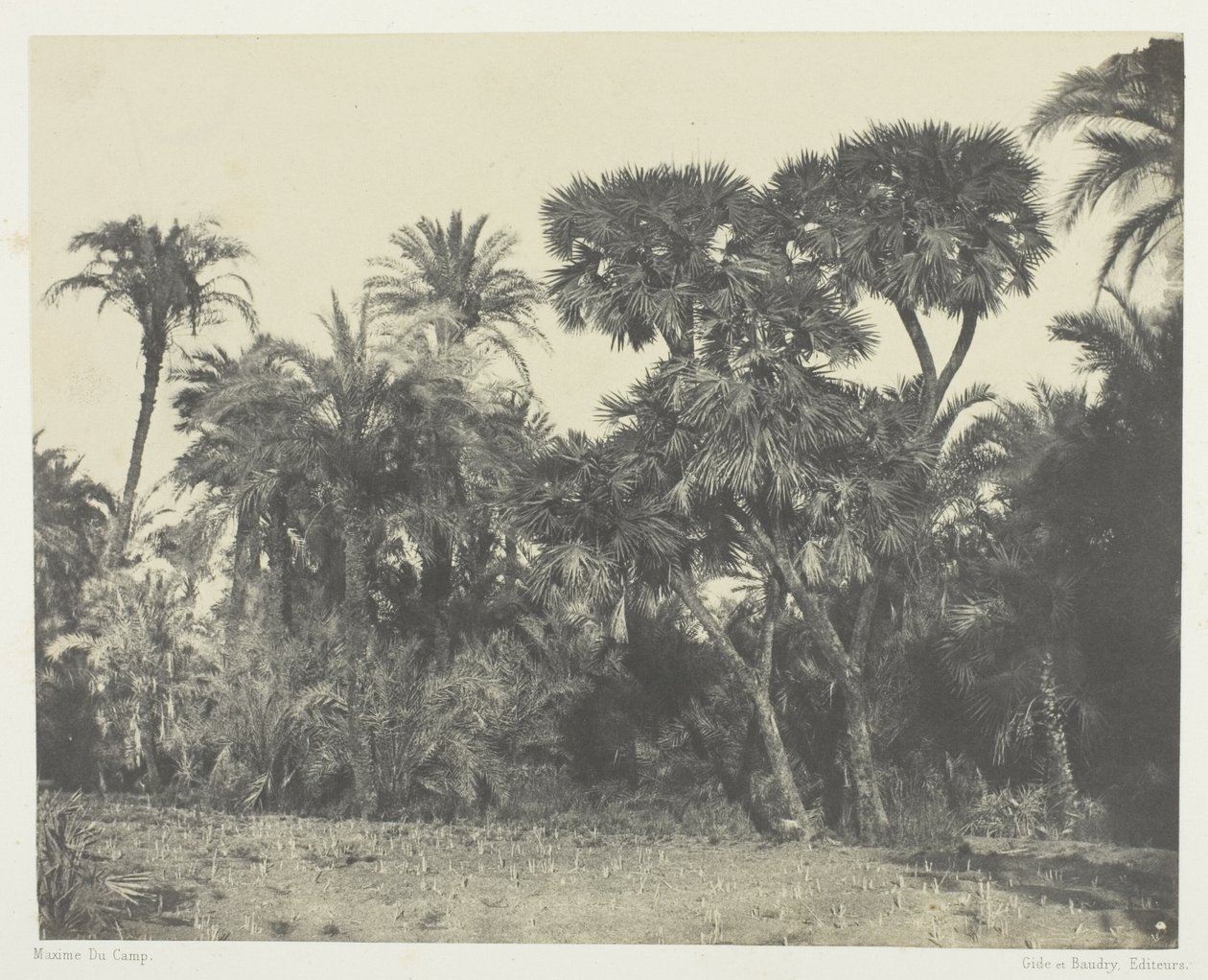 Bois de dattier et de palmier doum, Haute-Égypte - Maxime Du Camp