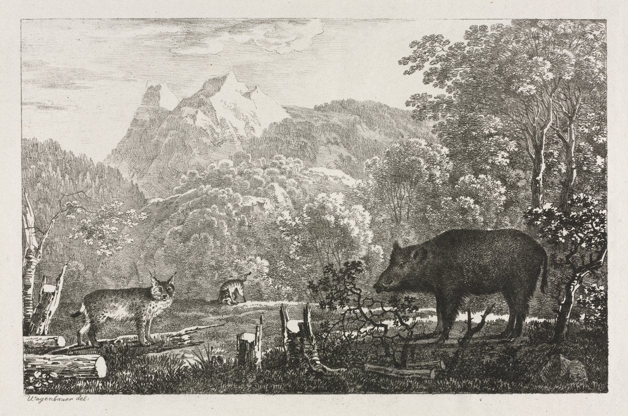 Sanglier, chat sauvage et lynx - Maximilian Josef Wagenbauer