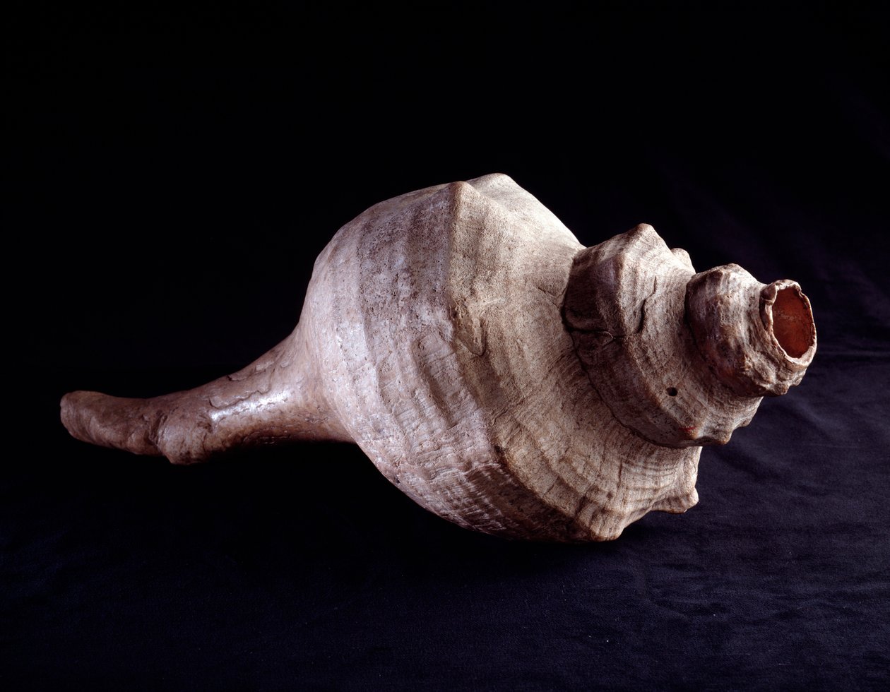 Art précolombien, civilisation maya, période classique : coquillage utilisé comme instrument de musique (trompette). De Uaxactun, Guatemala - Mayan Mayan