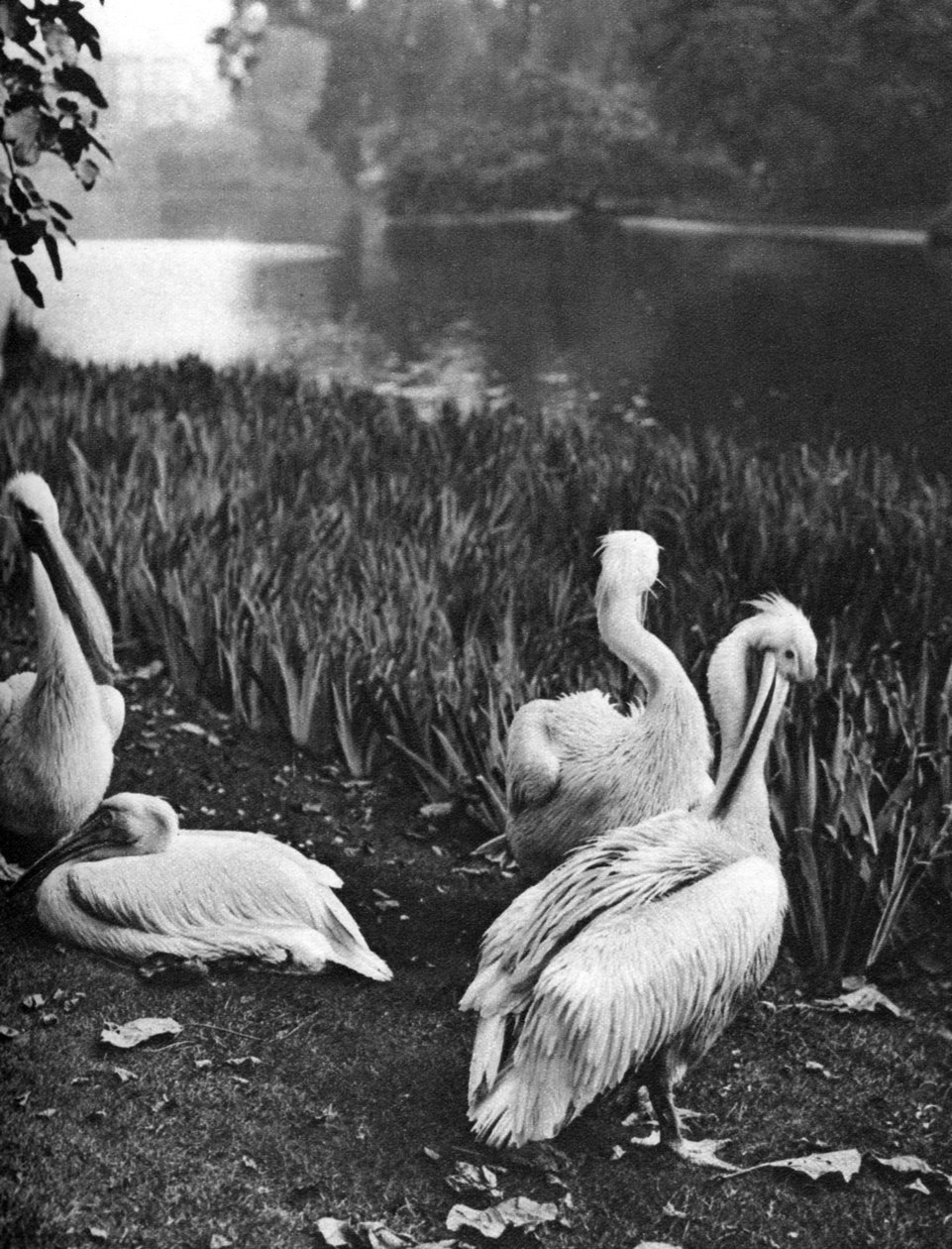 Les pélicans de St James