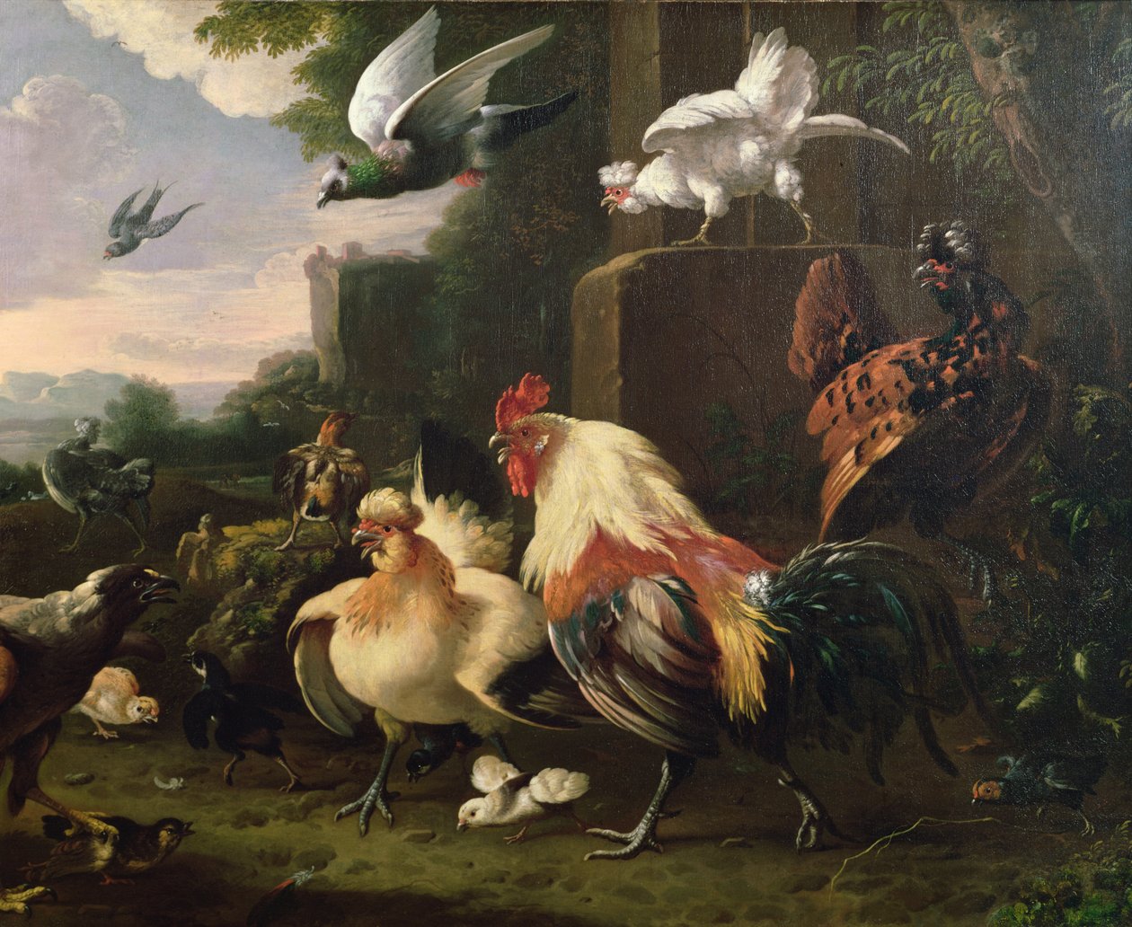 Un coq et d