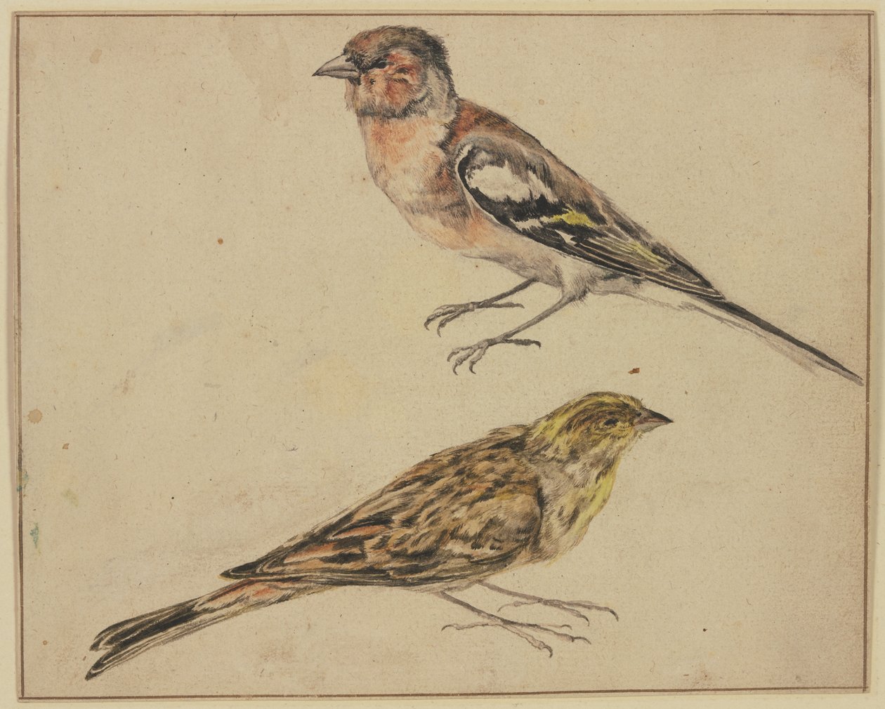 Un chardonneret et une linotte - Melchior de Hondecoeter