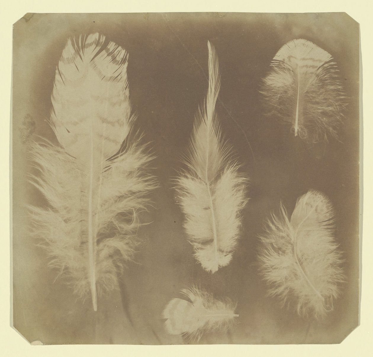 Plumes de poulet, vers 1840 - Mervyn Herbert Nevil Story Maskelyne