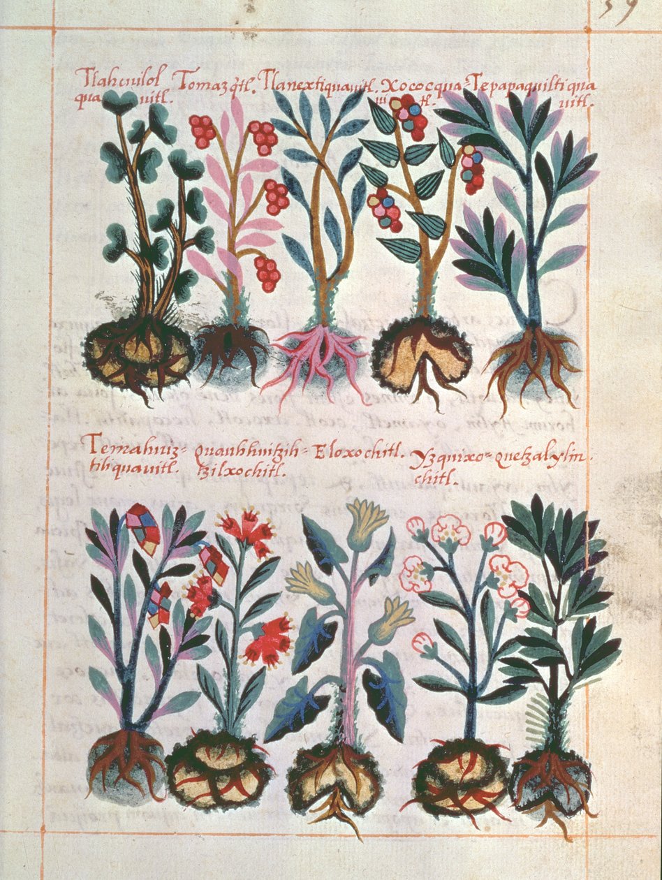 Plantes médicinales - Mexican School