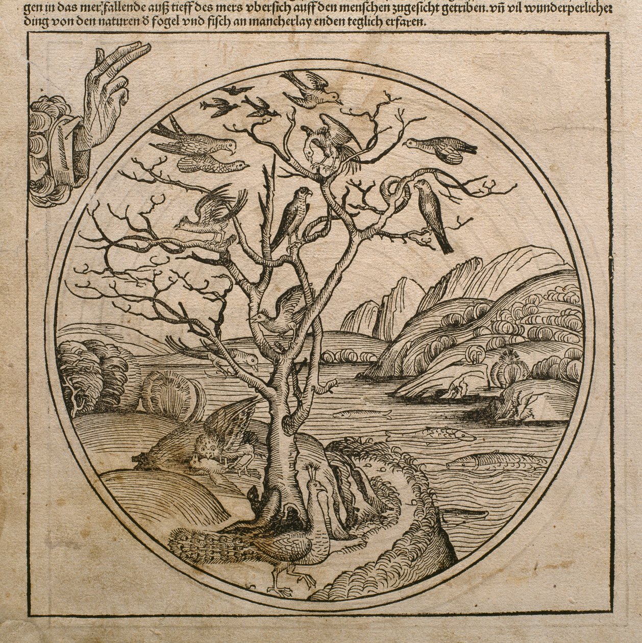 Dieu le Père créant les oiseaux et les poissons, illustration du 