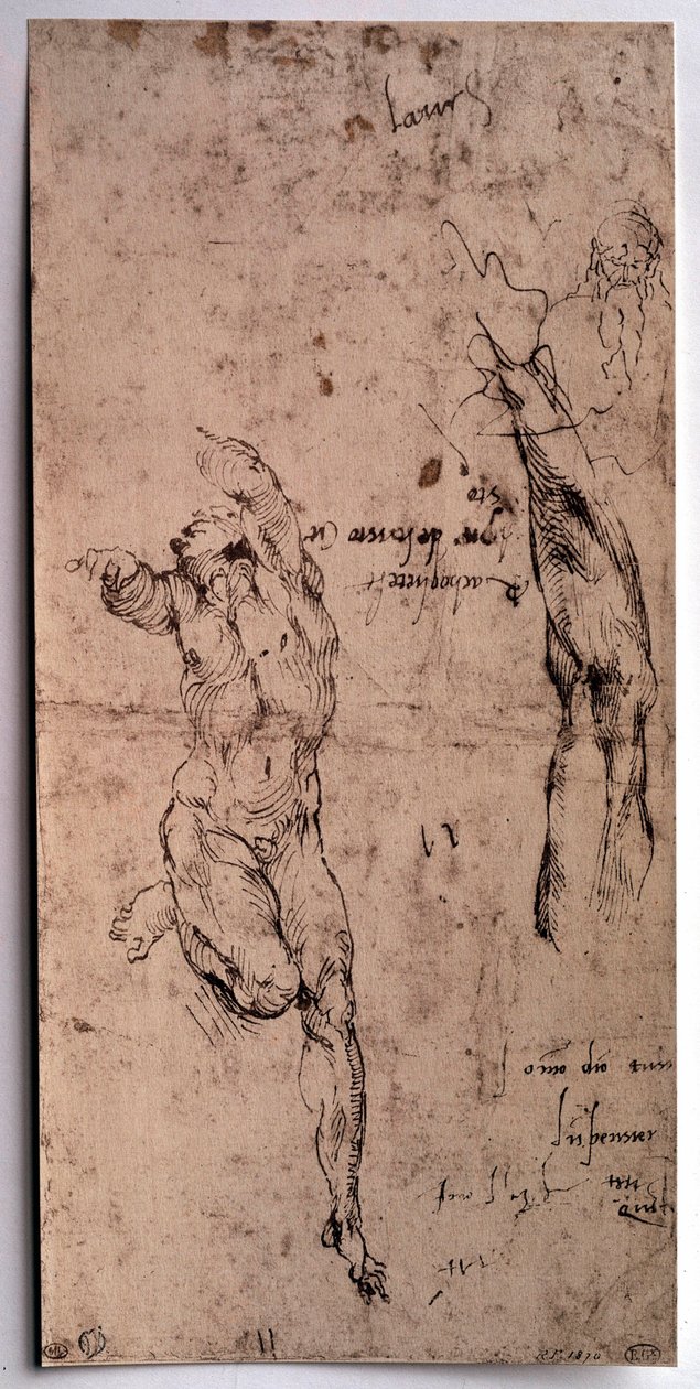 Homme nu, étude de bras - Michelangelo Buonarroti