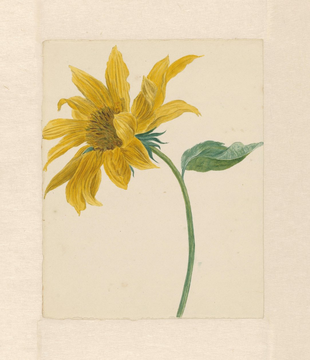 Branche avec un tournesol - Michiel Van Huysum