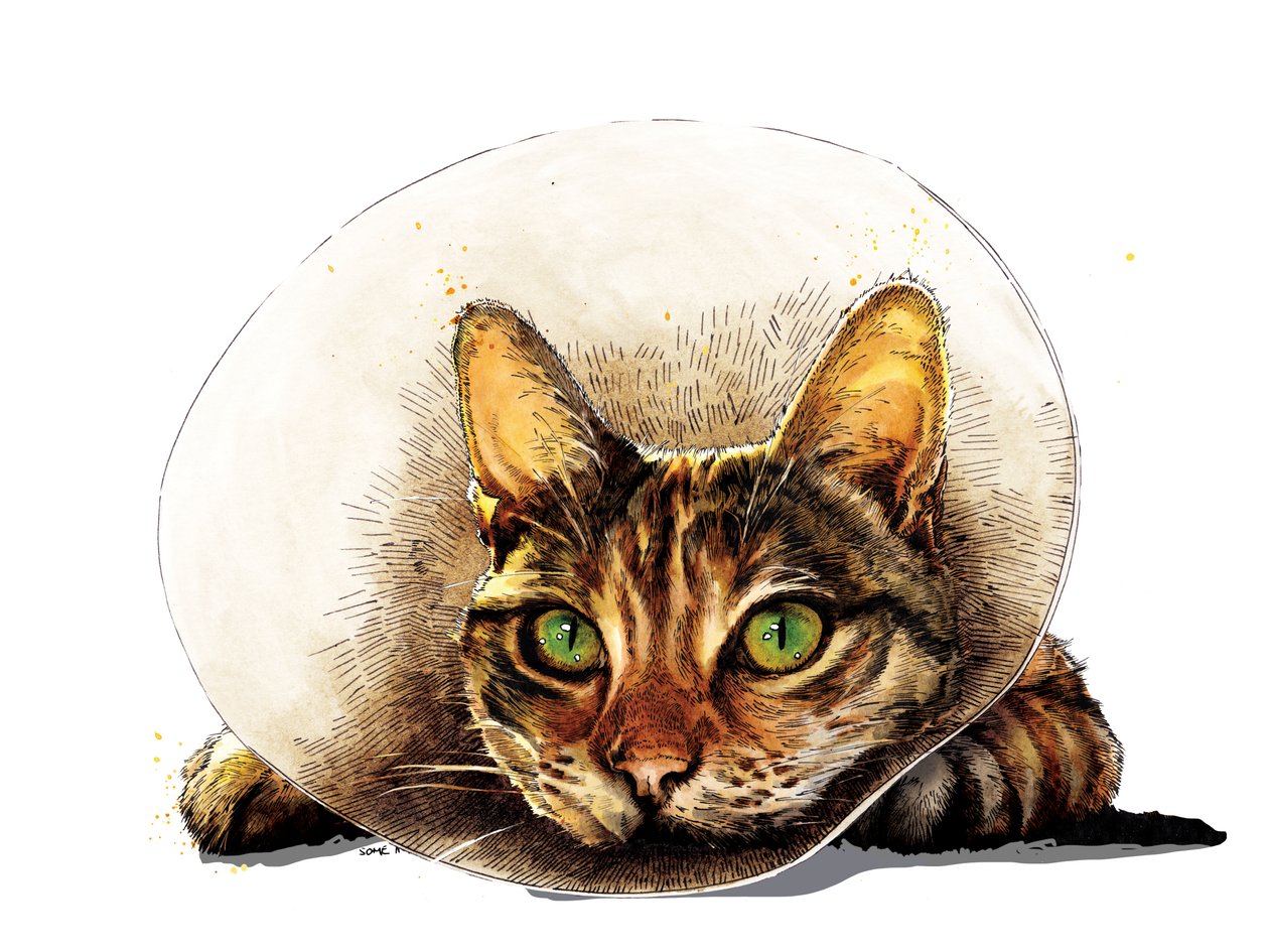 Chat de rétablissement sur blanc, 2020 - Mike Davis