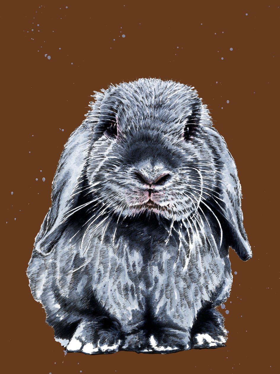 Gris le Lapin sur Orange Brûlé - Mike Davis