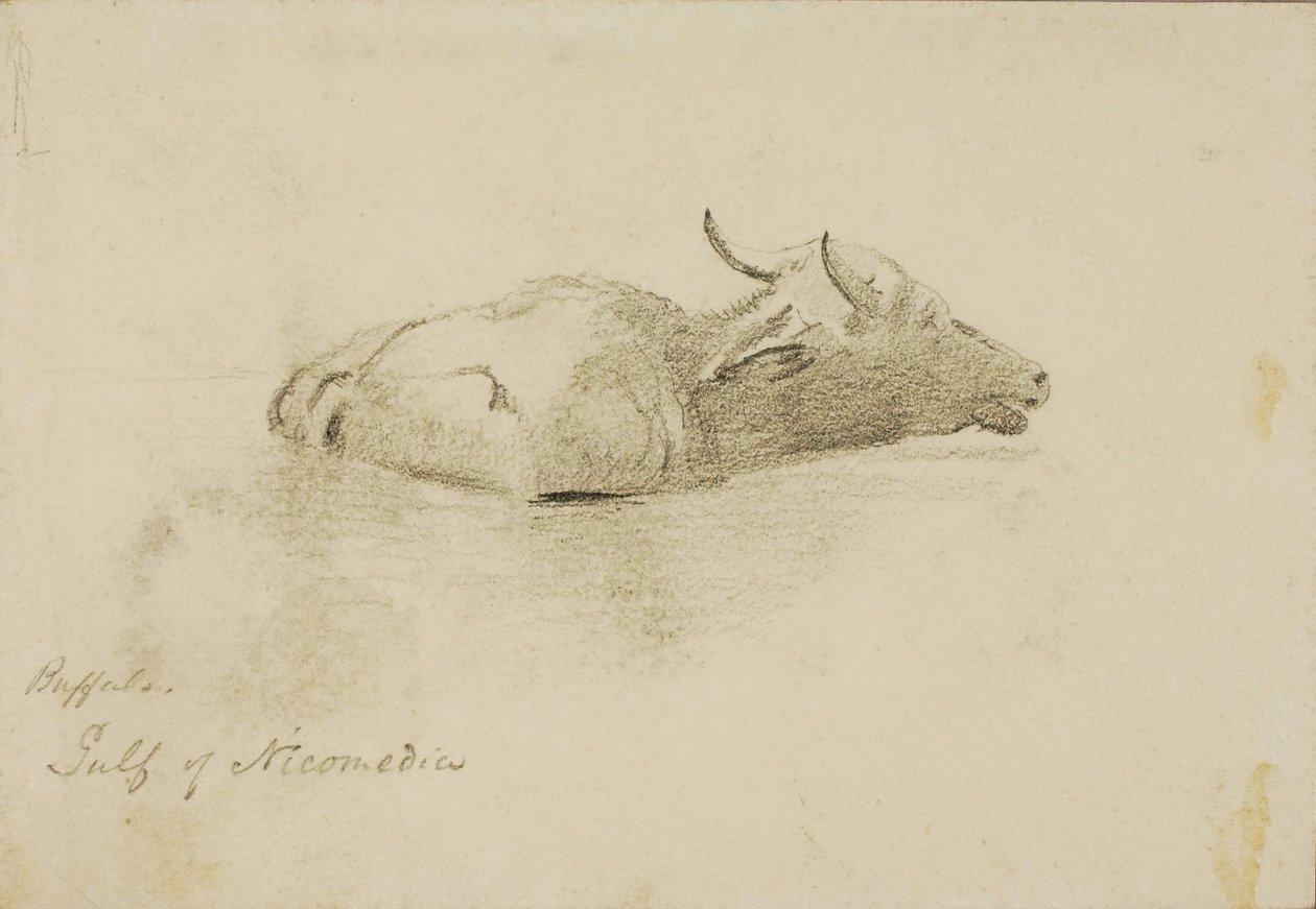 Buffalo, golfe de Nicomédie - Miner Kilbourne Kellogg