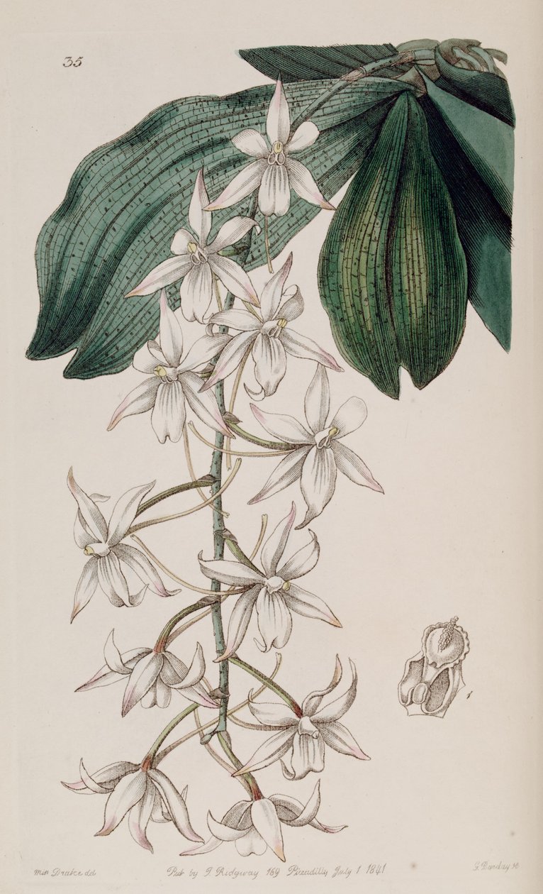 Aerangis biloba - Miss Drake