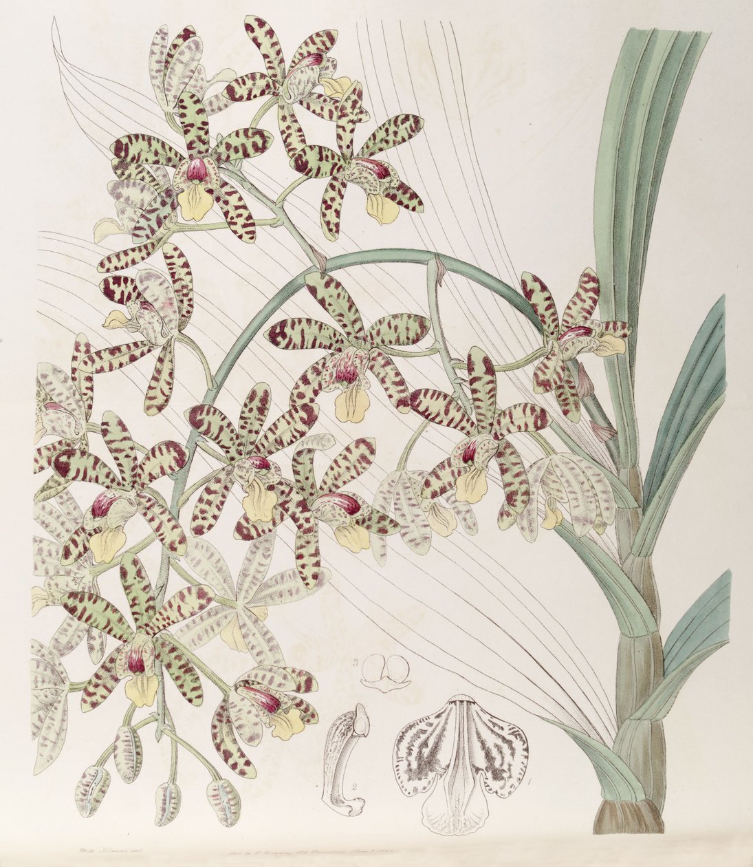 Ansellia africana - Miss Drake