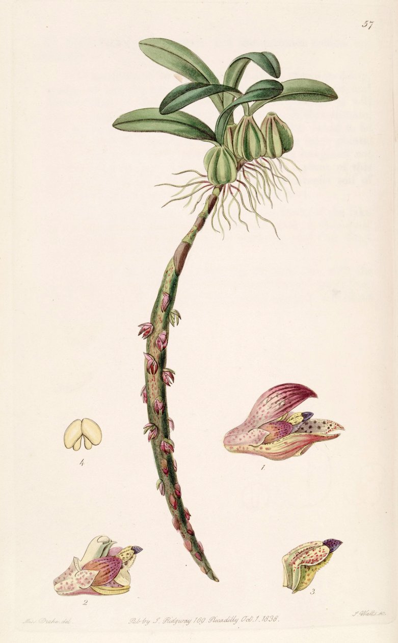 Bulbophyllum bracteolatum - Miss Drake