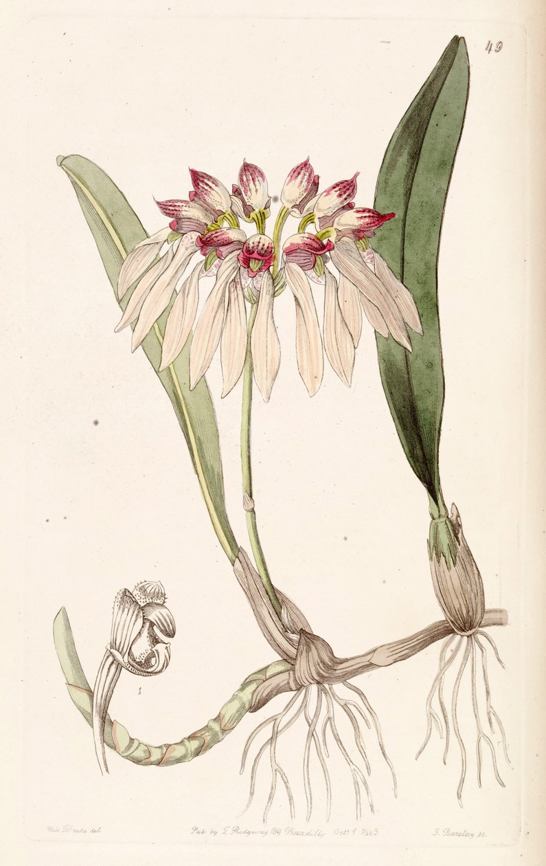 Bulbophyllum chinense - Miss Drake