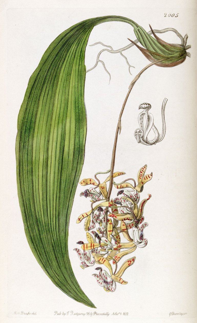 Cirrhaea loddigesii - Miss Drake