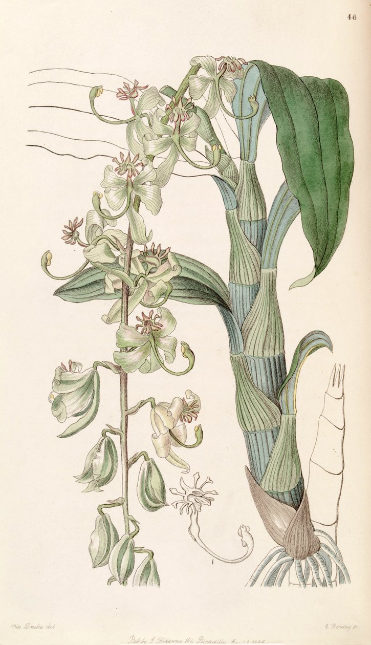 Cycnoches stelliferum (comme syn. Cycnoches egertonianum var. viride) - Miss Drake