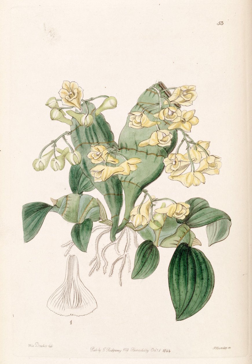 Dendrobium compressum - Miss Drake
