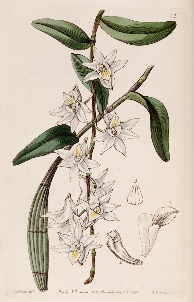 Dendrobium crumenatum - Miss Drake