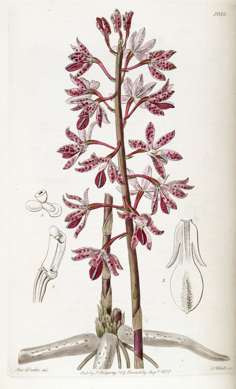 Dipodium punctatum - Miss Drake
