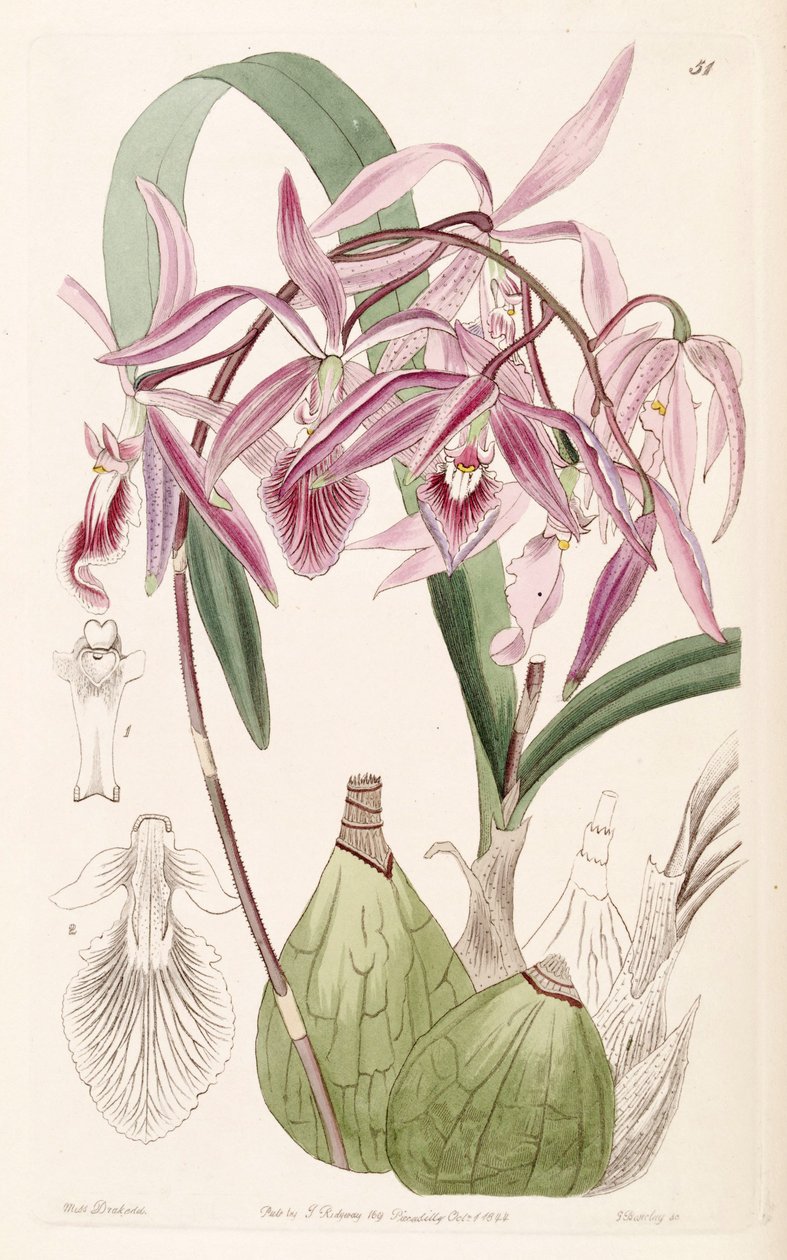 Encyclia adenocaula - Miss Drake