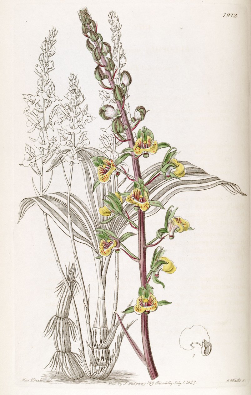 Eulophia pulchra (syn. Eulophia macrostachya) - Miss Drake