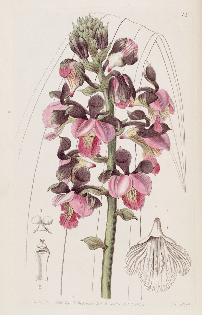 Eulophia rosea - Miss Drake