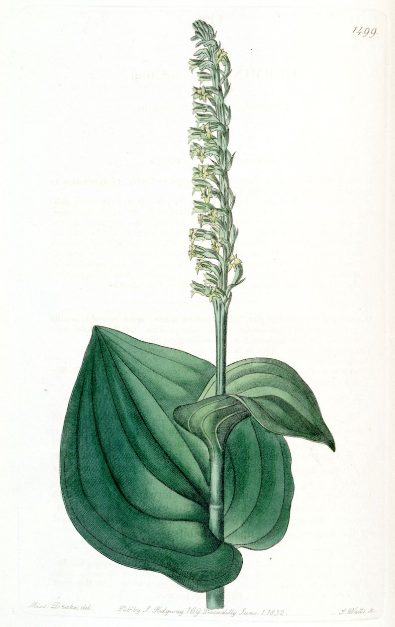 Gennaria diphylla (comme syn. Herminium cordatum) - Miss Drake