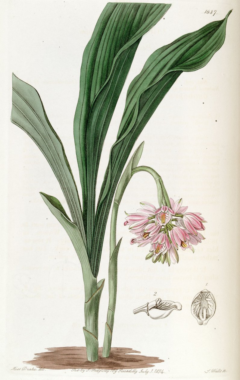 Geodorum densiflorum - Miss Drake