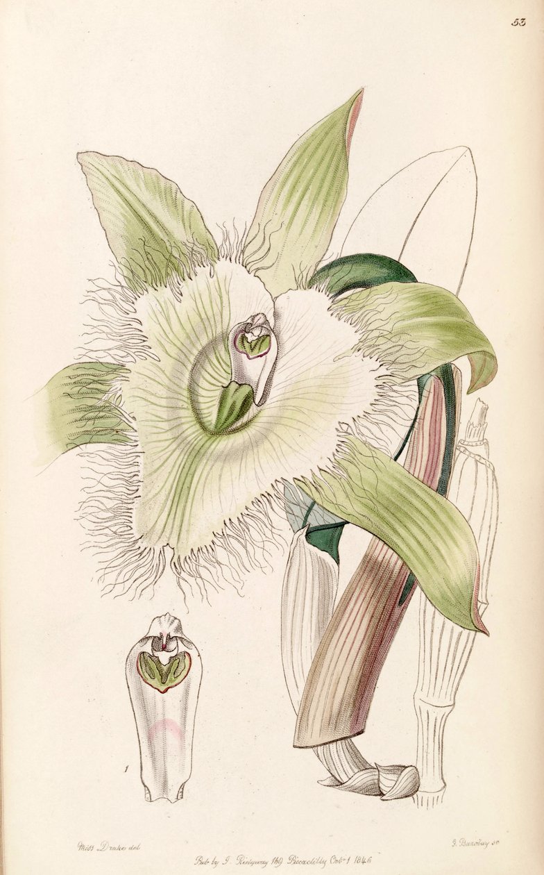 Illustration de Rhyncholaelia digbyana ou Brassavola digbyana - Miss Drake
