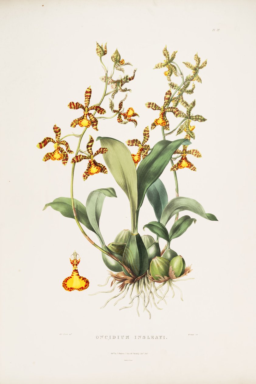 Illustration de Rossioglossum insleayi (comme syn. Oncidium insleayi) - Miss Drake