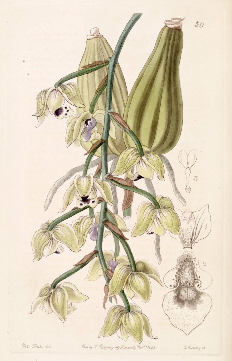 Lacaena bicolor - Miss Drake