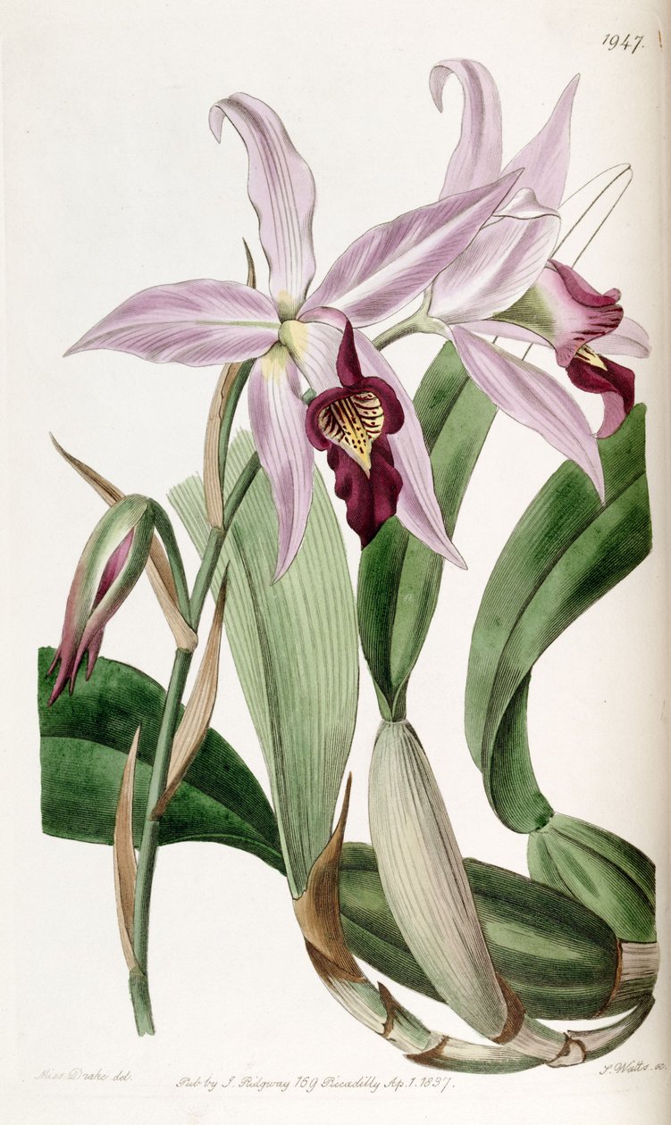 Laelia anceps - Miss Drake