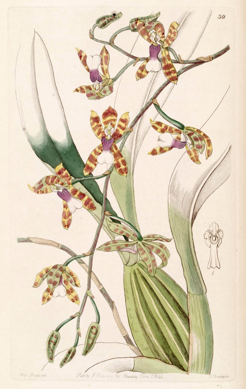 Miltonioides laevis - Miss Drake