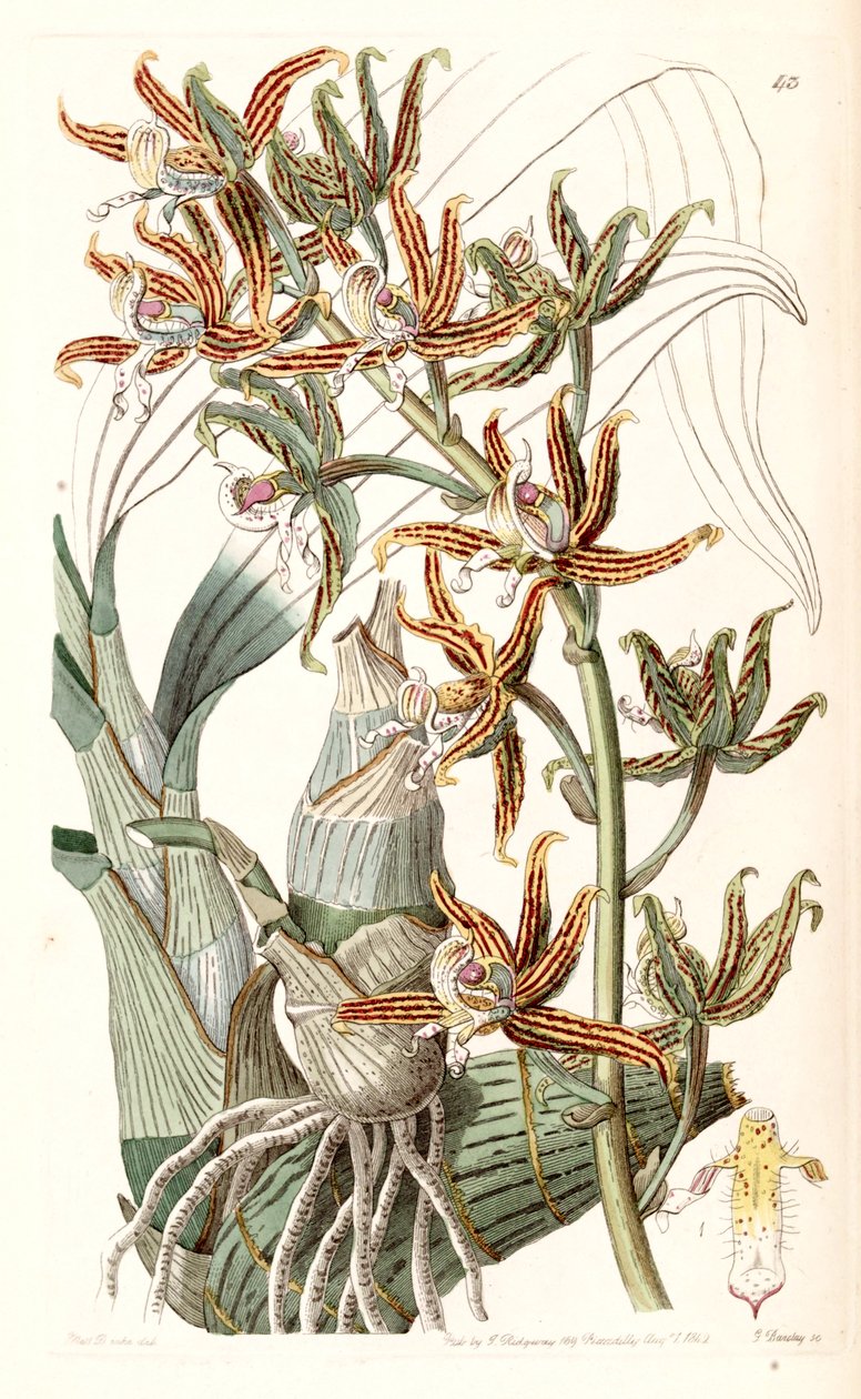 Mormodes lineata - Miss Drake