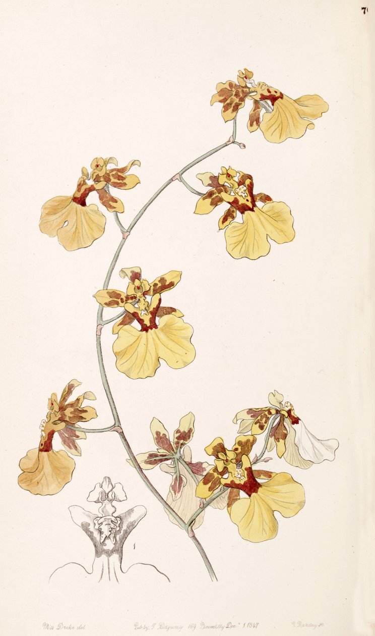 Oncidium reflexum - Miss Drake