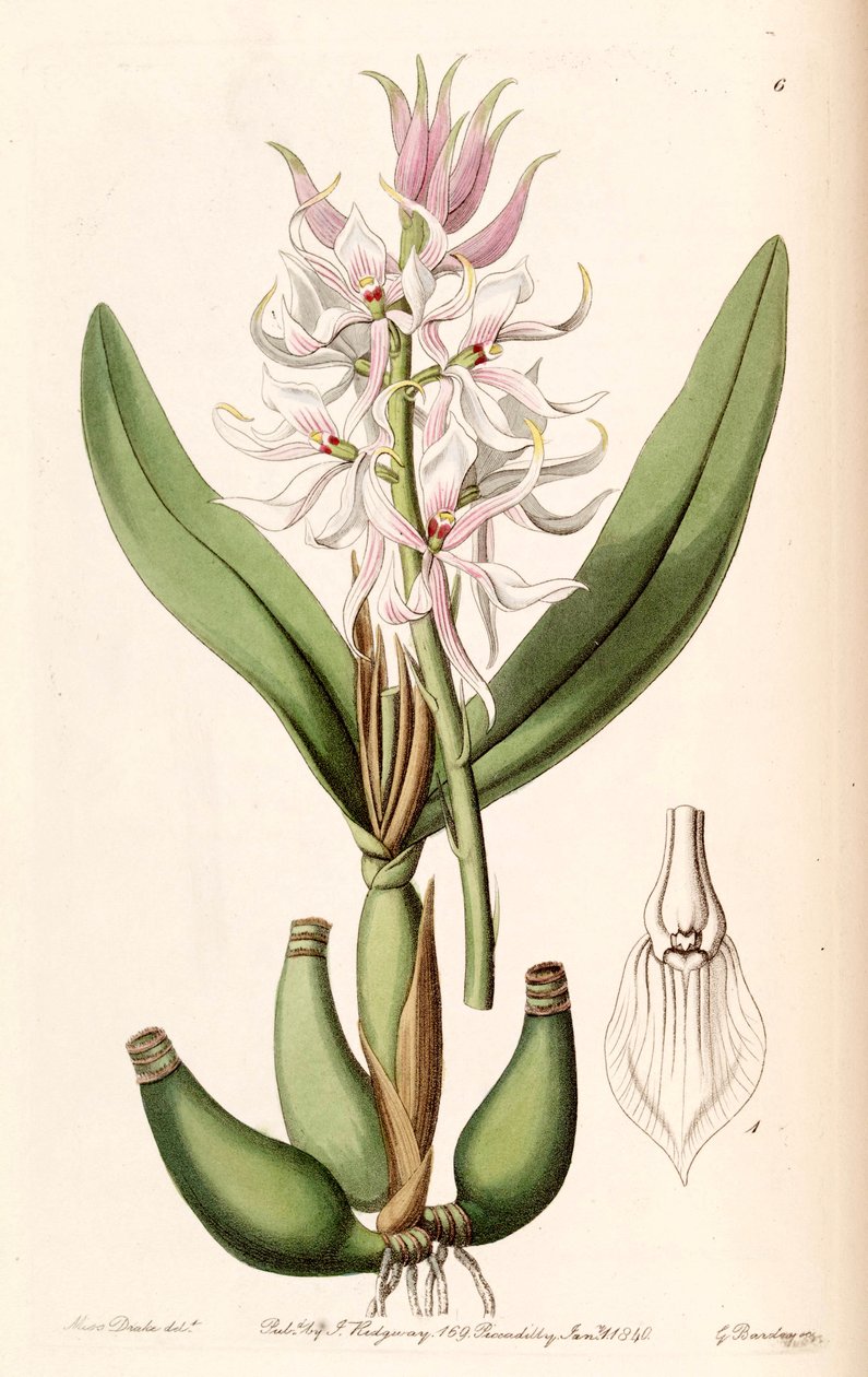 Prosthechea glumacea - Miss Drake