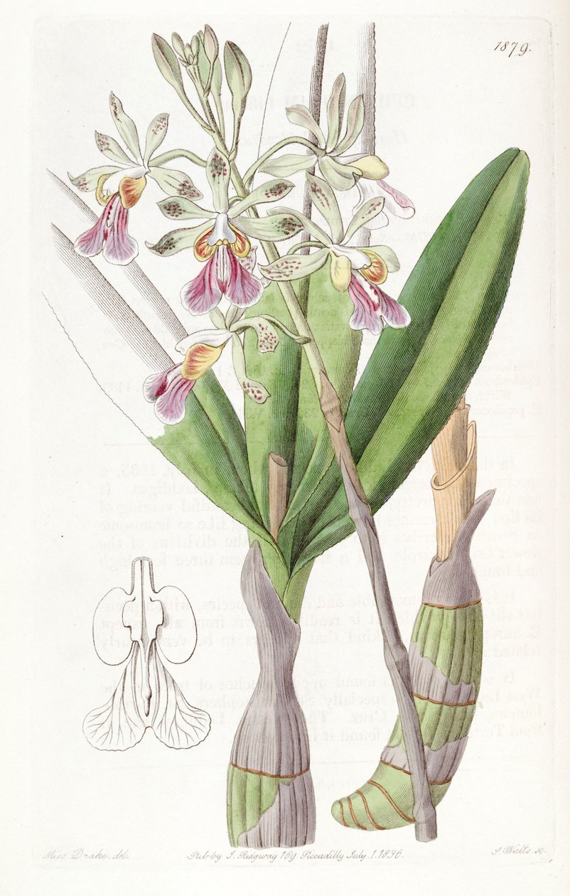 Psychilis bifida - Miss Drake