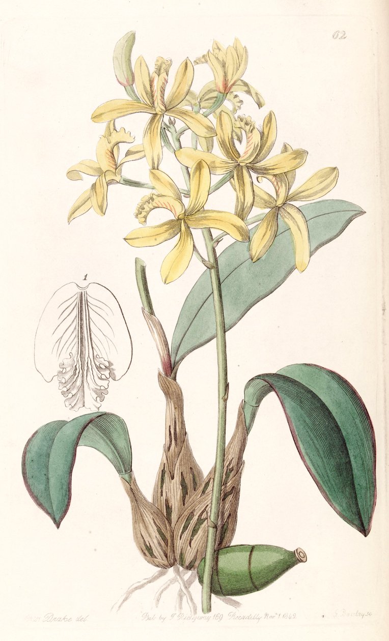 Sophronitis crispata (syn. Laelia flava) - Miss Drake