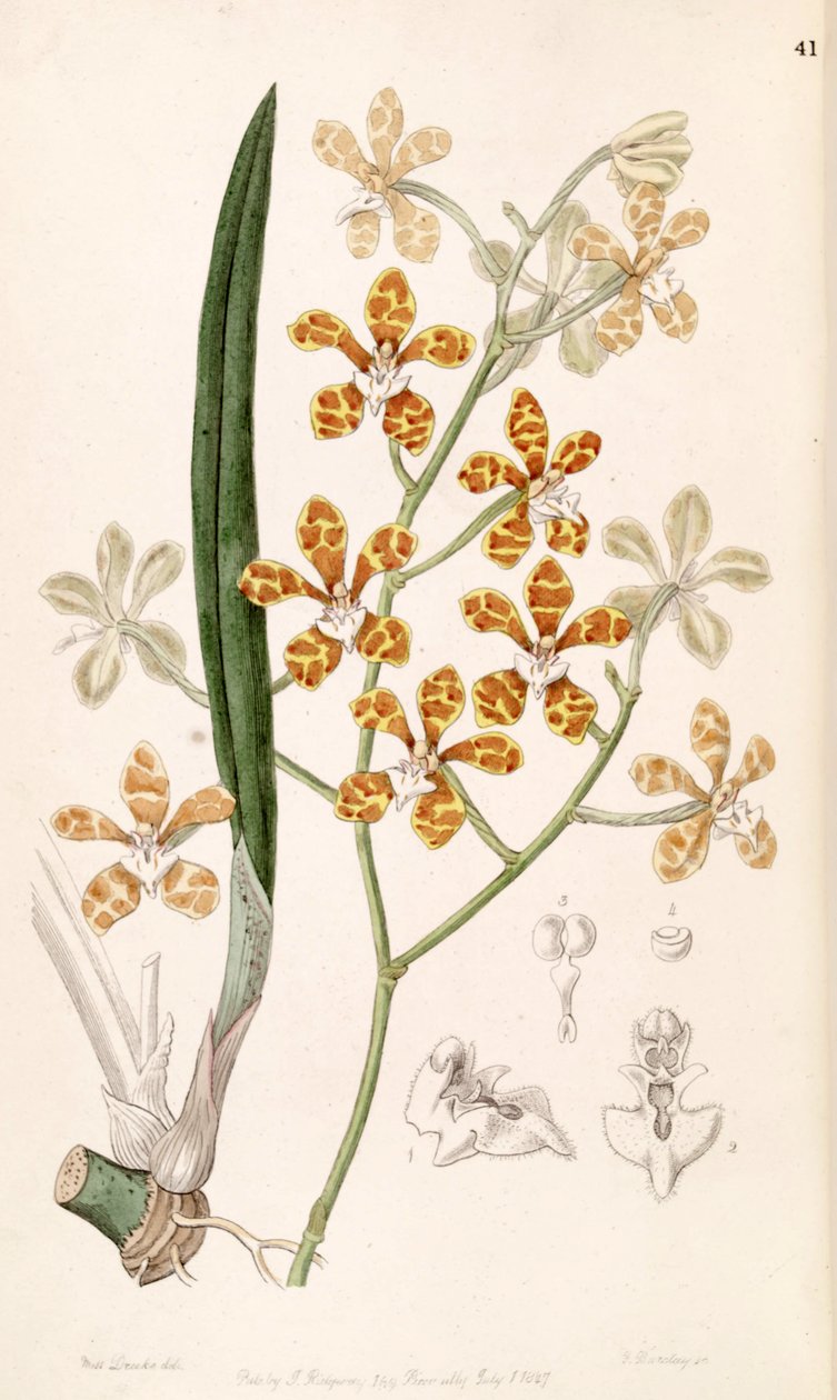 Staurochilus ionosmus - Miss Drake