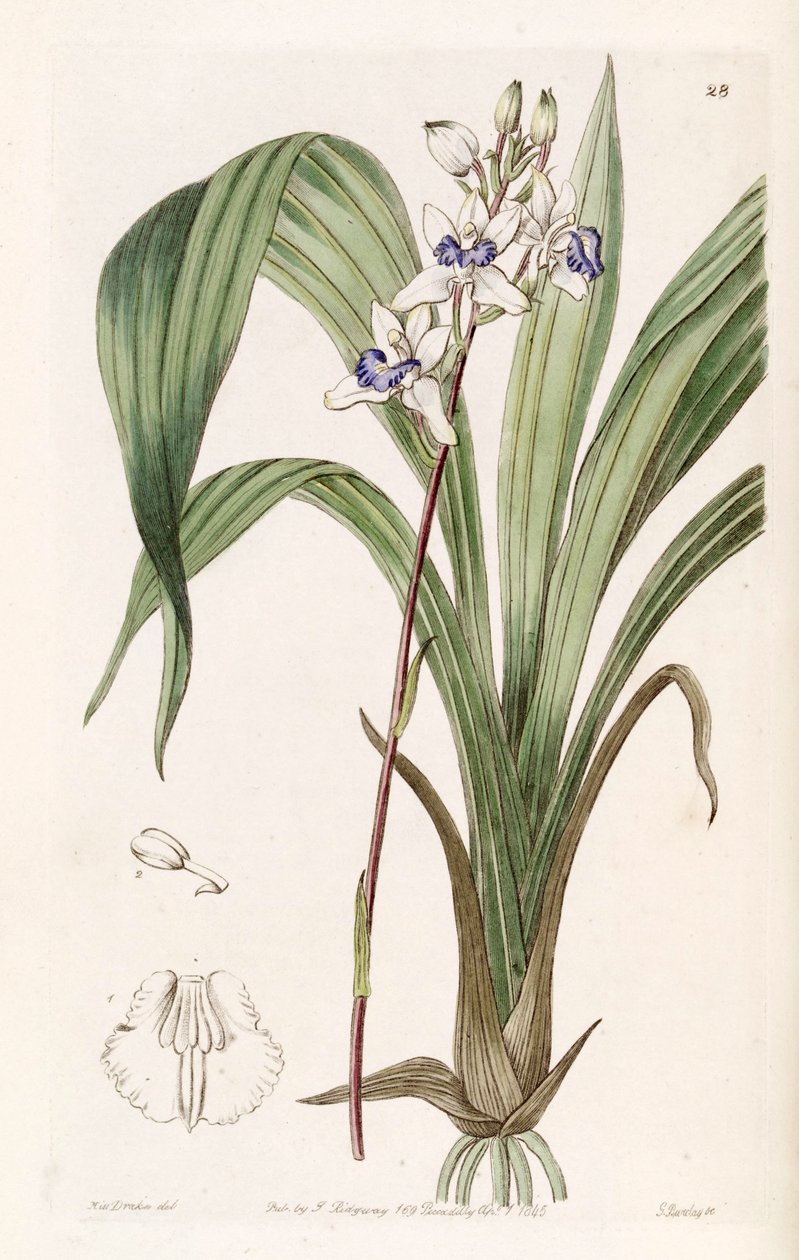 Warreella cyanea (comme syn. Warrea cyanea) - Miss Drake