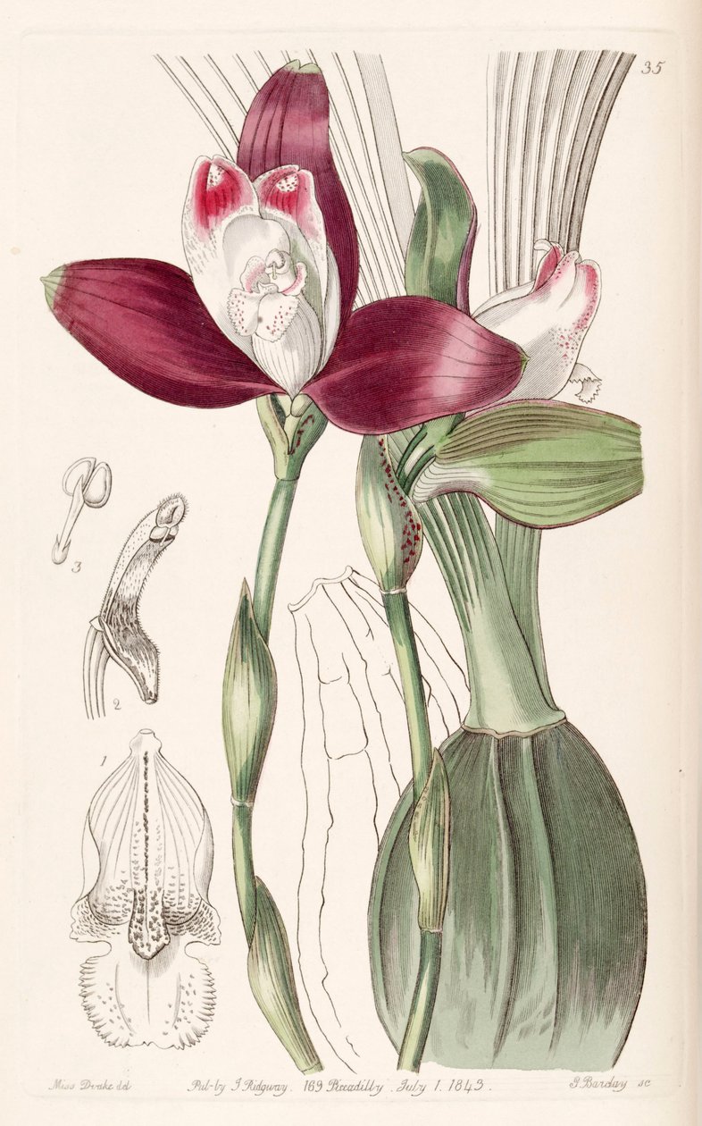 Lycaste macrophylla (comme syn. Lycaste plana) - Miss Drake