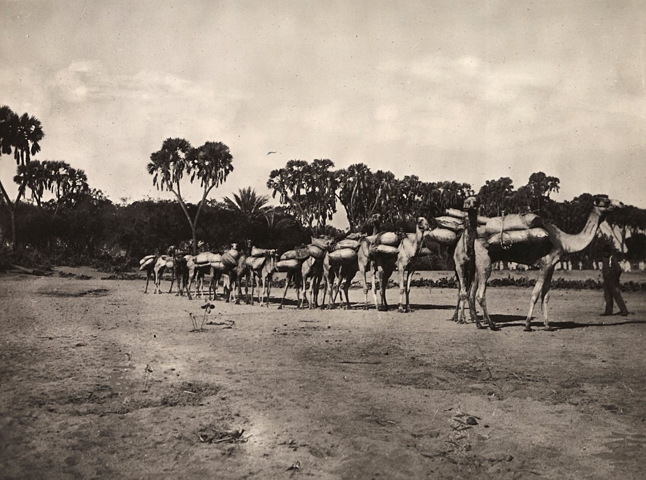 Caravane de chameaux, 09/05/1936 - Modestino Baldinetti