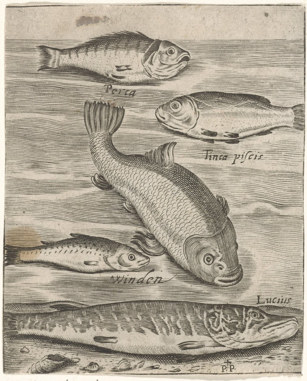 Feuille d