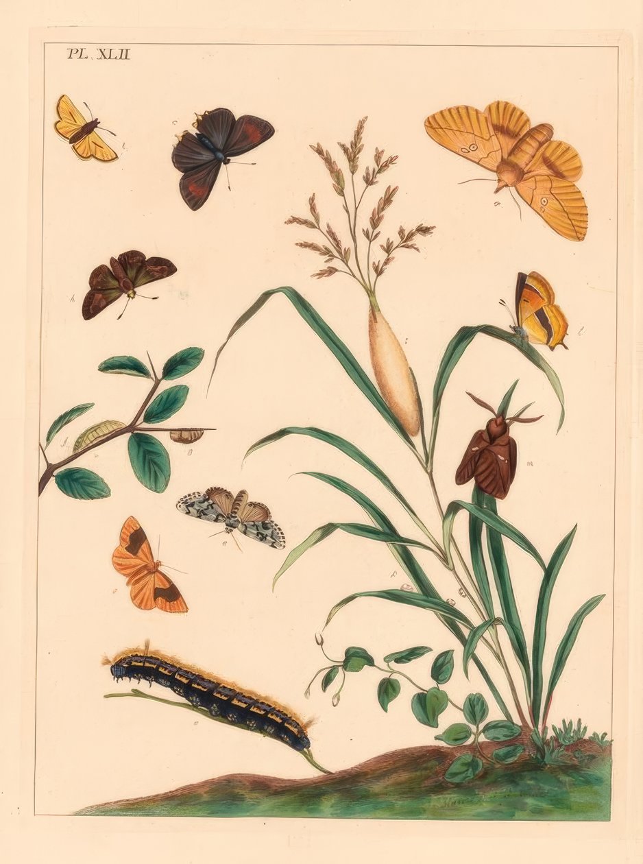Papillon buveur, Euthrix potatoria, bande brune, Thecla betulae, grand skipper, Ochlodes sylvanus, petit skipper, Thymelicus sylvestris, rare merveille du jour, Dipthera runica, et ombre barrée, Plagodis pulveraria - Moses Harris