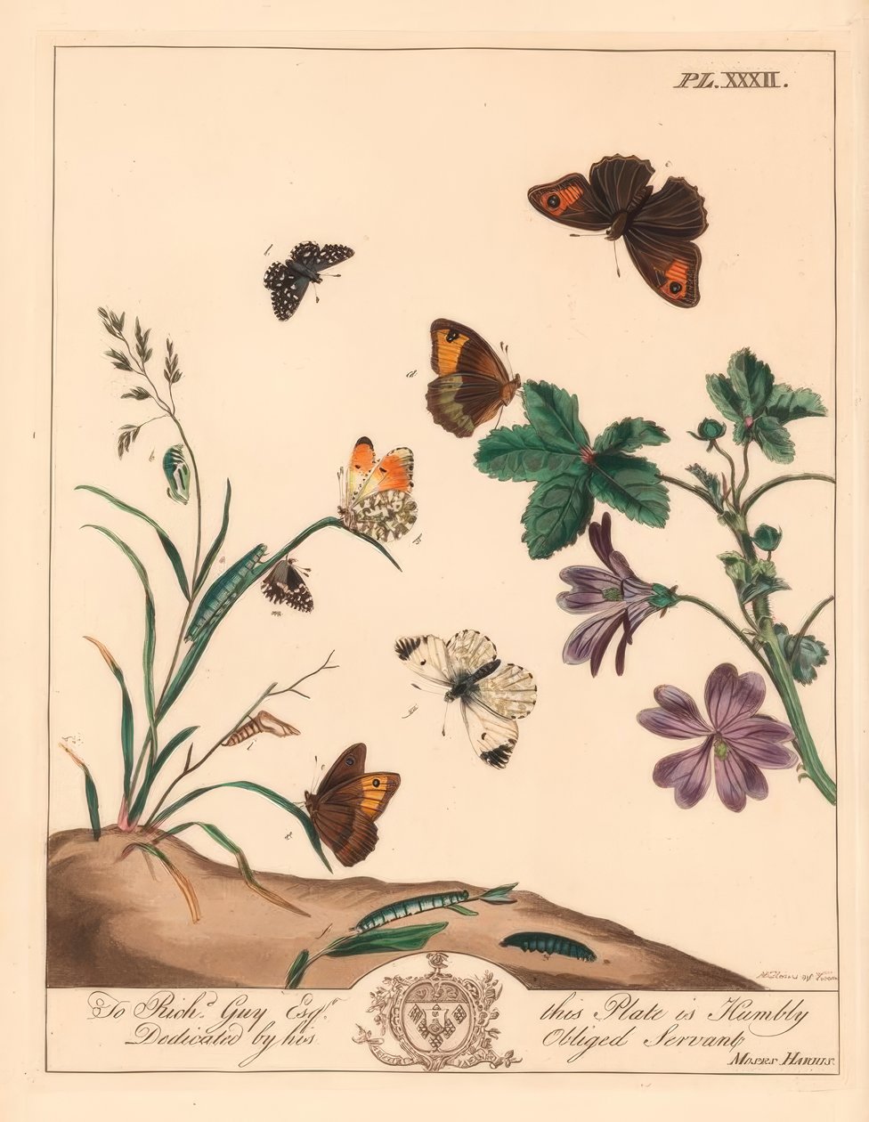 Papillon marron des prés, Maniola jurtina, dame des bois ou pointe orange, Anthocharis cardamines, et skipper grisonnant, Pyrgus alveolus - Moses Harris
