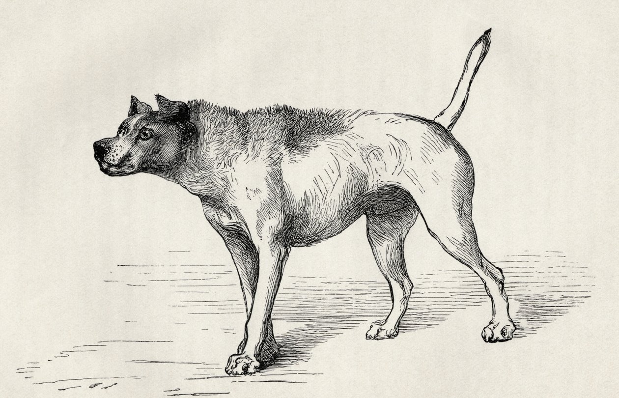 Chien approchant un autre chien avec des intentions hostiles, de 